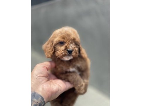 Maltipoo yavruları