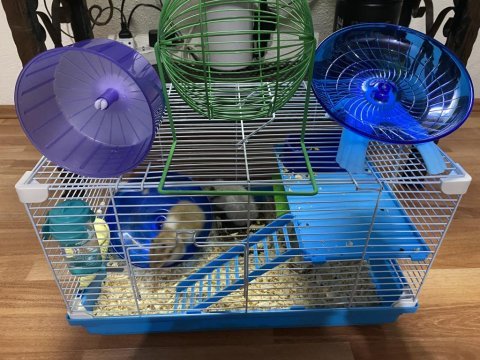 Suriye hamster yavrularımı ücretsiz sahiplendiriyorum