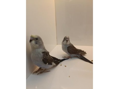 Yavru karakanat muhabbet kuşlar