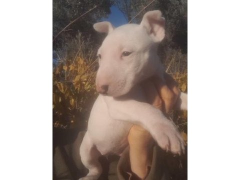 A kalite safkan bull terrier yavru
