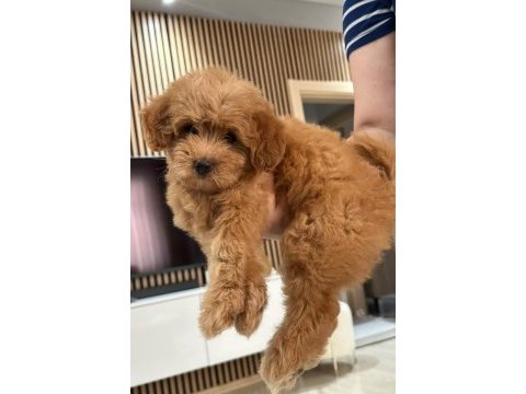 Yavru poodle 2 aylık