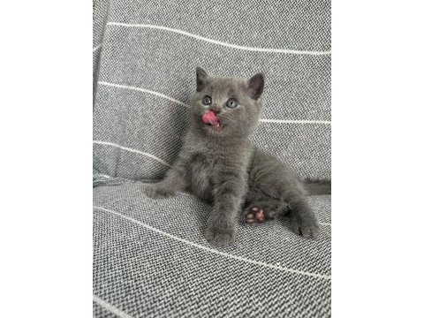 Sahiplenmeye hazır sevimli british shorthair bebekler