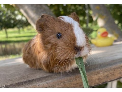 Sevimli erkek sheltie guinea pig yavru
