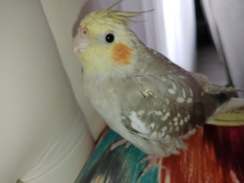 Sultan papağanı 6 aylık omuzdan inmez (dişi)