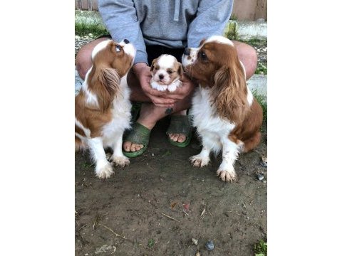 Değerini bilene a plus kalite dişi bebek köpekler