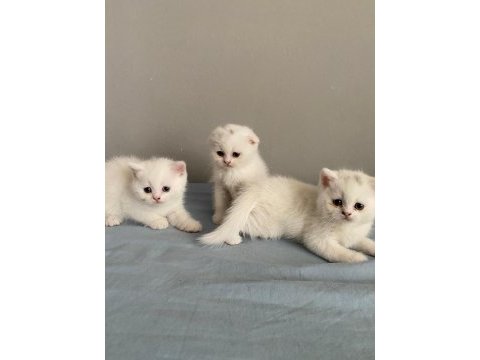 2 tane british shorthair 1 tane scottish fold