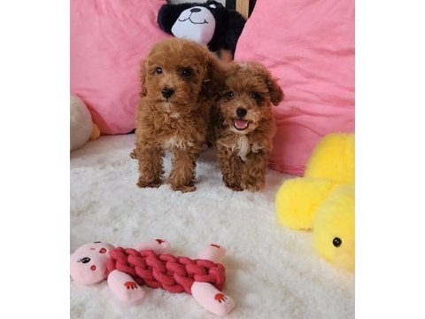 Ruhsatlı köpek çiftliğinden maltipoo  yavrularımız 