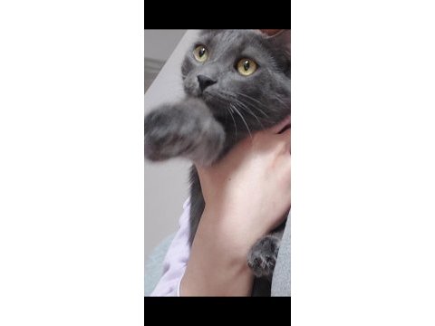 British shorthair kakulemize acil ömürlük yuva arıyoruz
