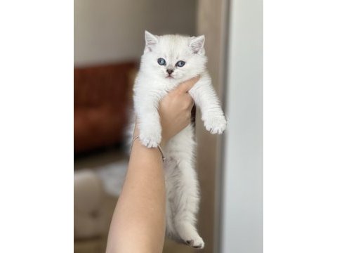 Evinizin neşesi british shorthair silver point