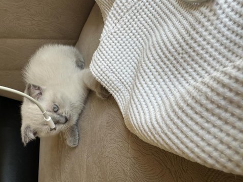 2 aylık scottish fold erkek muğla merkez ve çevresi