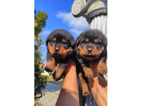 Macar kafa rottweiler yavrular