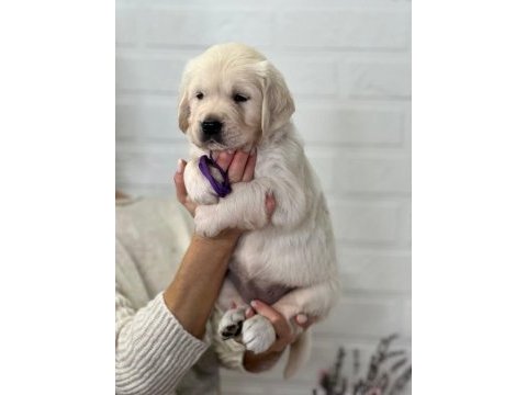 Golden retriever adrese teslim hizmetimiz vardır
