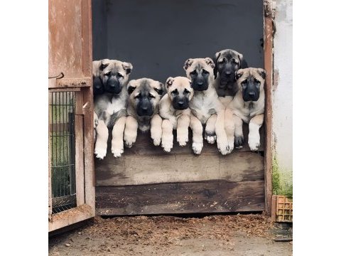 Sivas dev kral kangal çiftliği