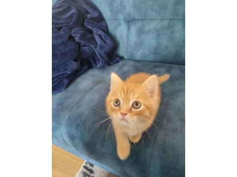 2 aylık orence color british shorthair