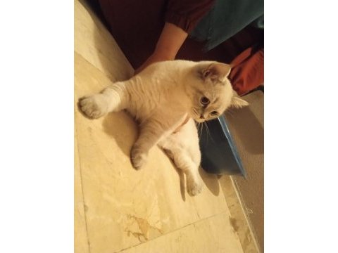 Uysal oyuncu british shorthair kedimiz
