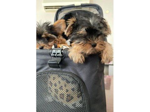 Yorkshire terrier dişi erkek teacup yavrularım