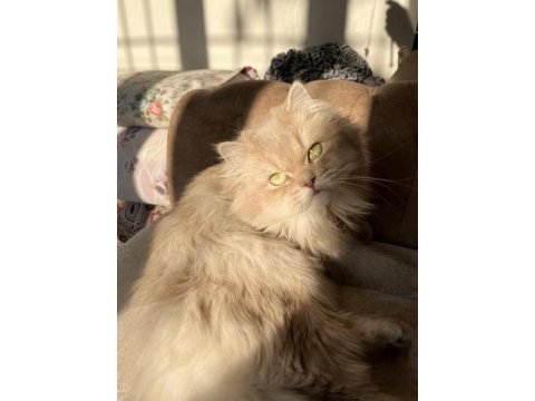 Yetişkin dişi cy11 british longhair