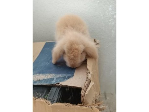 Lop tavşan karamel