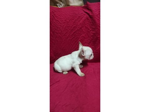 Irk garantili egzotik french bulldog bebekler