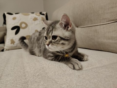 19 mart doğumlu british shorthair