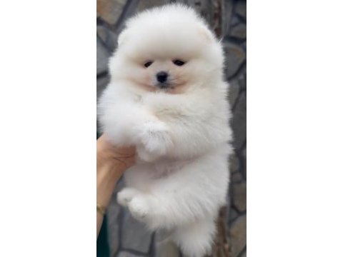 1. sınıf a kalite pomeranian bebekler