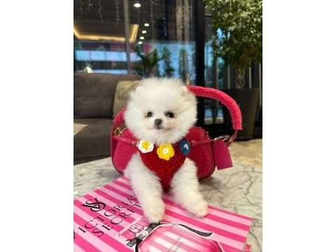 Pomeranian boo kızımız molly
