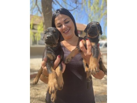 Secereli doberman yavrularım