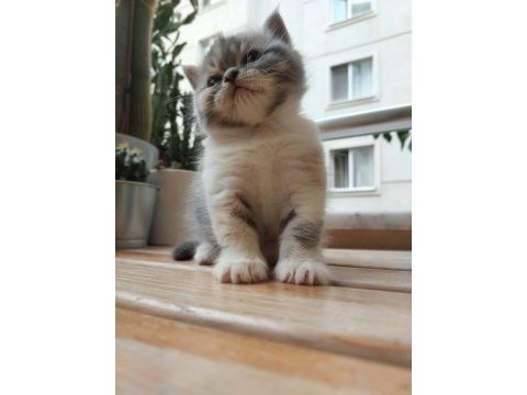 Exotic shorthair son yavru