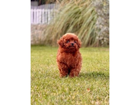 Ruhsatlı köpek çiftliğinden toy poodle bebekleri