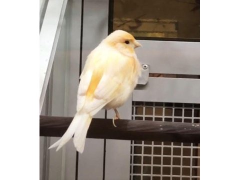 Kanarya erkek konuşan kuşlarımız gönderim sağlanır