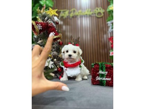 Sevimli maltese terrier