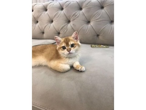 4 aylık british shorthair sahiplendirme