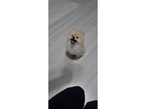 Pomeranian boo 7 aylık