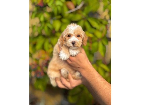 Pamuk gibi maltipoo bebekler aile ortamında büyüdü