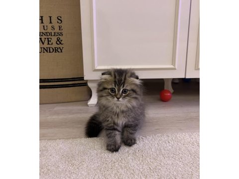 Scottish fold yavrularım