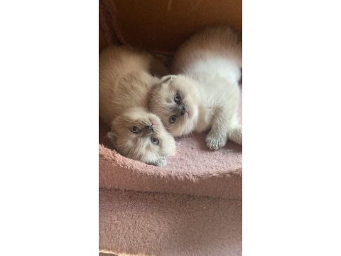 2.5 aylık scottish fold sadece izmir