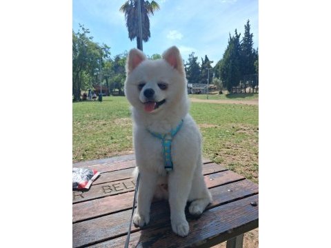 7 aylık erkek pomeranian