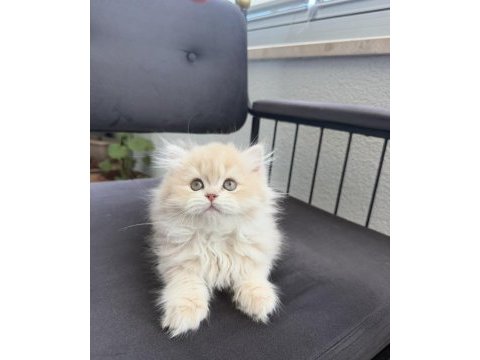 Cy12 çikolata golden yavru british longhair