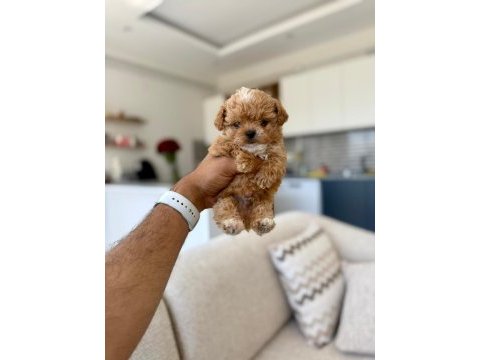 Çok sağlıklı malıtpoo bebekler 
