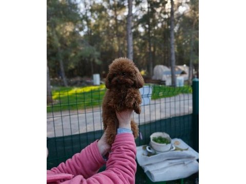 Teacup poodle erkek