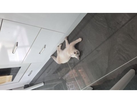 Safkan british shorthair blue point