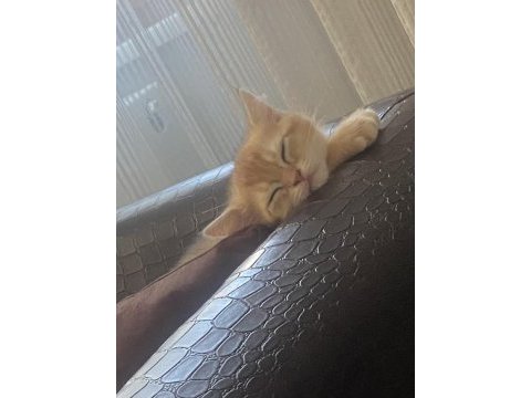 British shorthair golden yavrusu