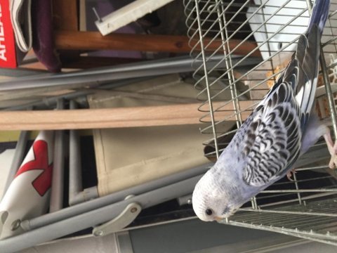 1 haftalık bebek yavru kuşlar