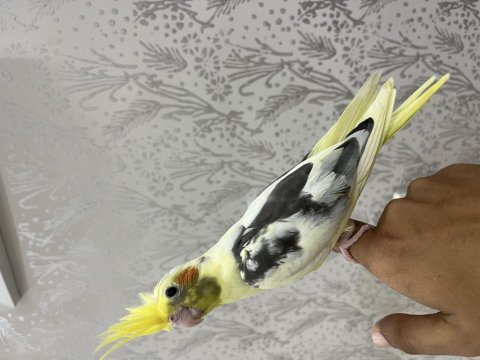 Full evcil ele alışık bilezikli sultan papağanı