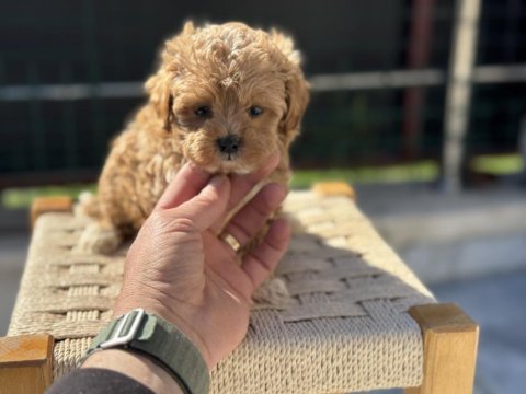 Show kalite kore maltipoo yavrularımız