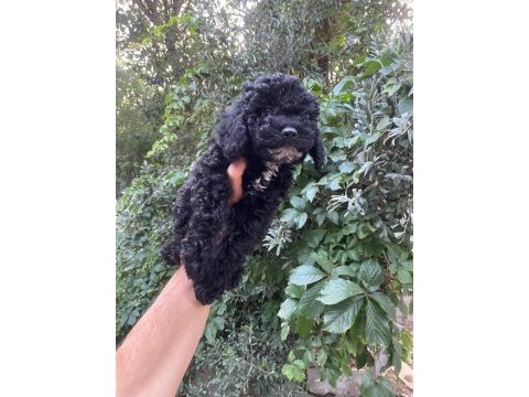 Çok sevimli ve oyuncu siyah toy poodle yavrularımız