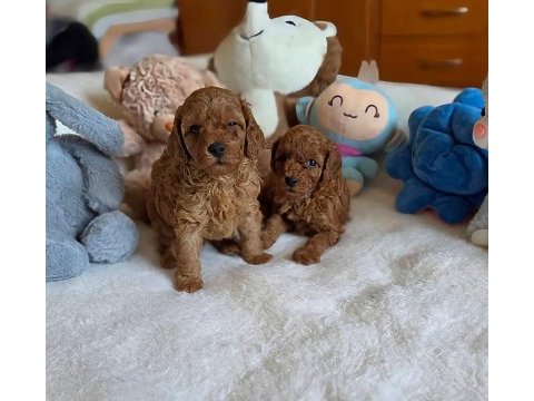 Mükemmel kalitedeki toy poodle yavrularımız