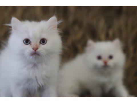 British longhair erkek kedimiz