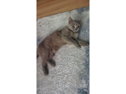 British longhair kızımıza acil eş arıyoruz