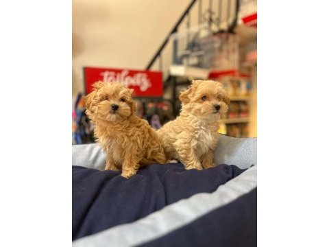 Tüy dökmeyen hi̇poalerjeni̇k safkan teacup malti̇poo